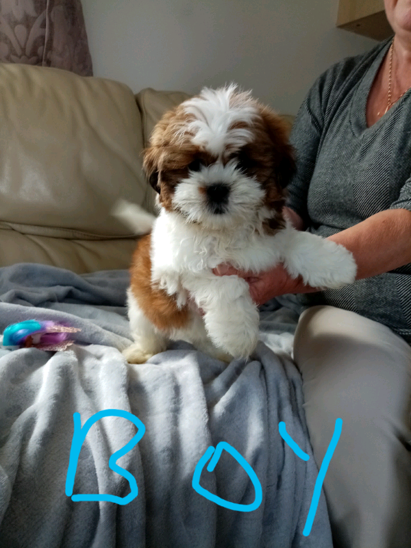 shih tzu for sale gumtree